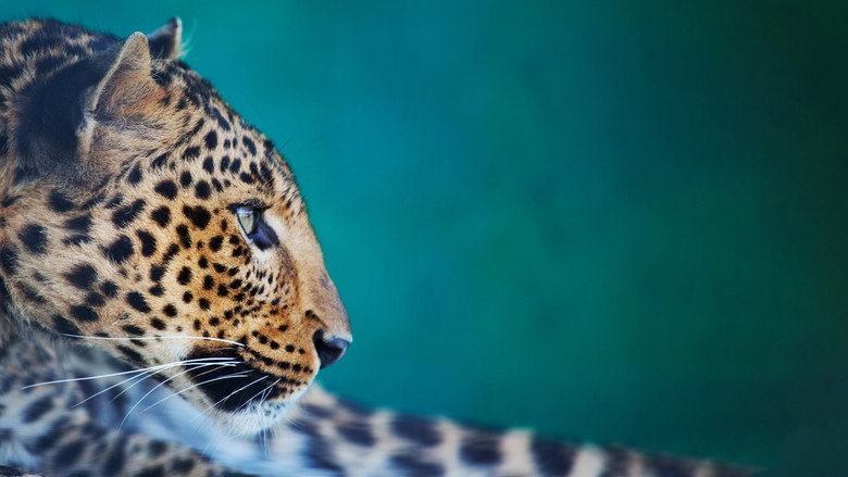 The Wonder of Animals still 2