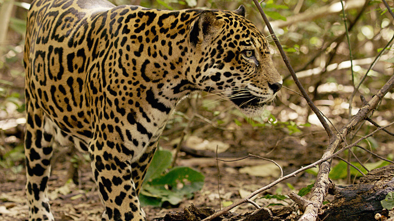 Jaguar Beach Battle still 2