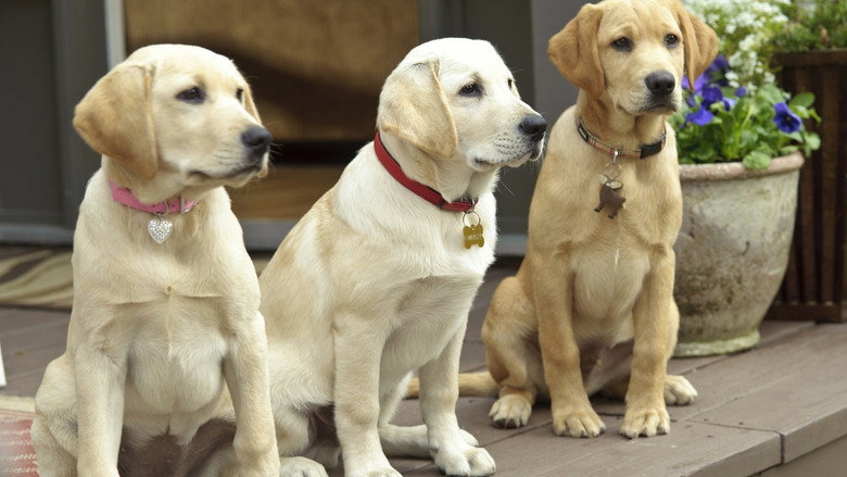 Marley & Me: The Puppy Years still 8