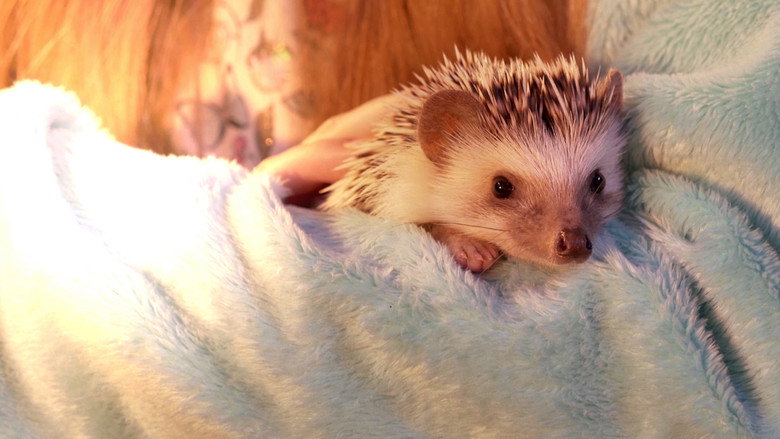 Andy the Talking Hedgehog still 3