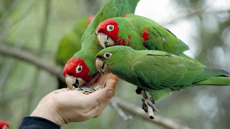 The Wild Parrots of Telegraph Hill still 1