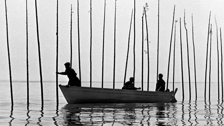 Of Whales, the Moon, and Men still 1