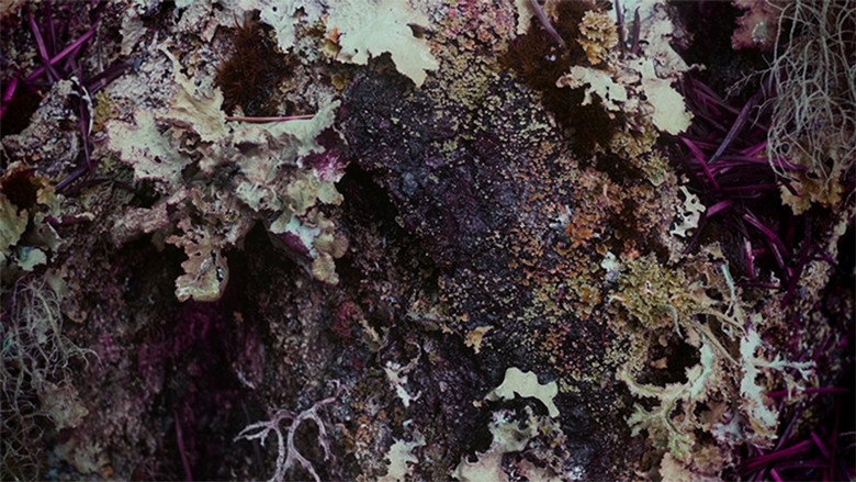 Home in the Woods still 1