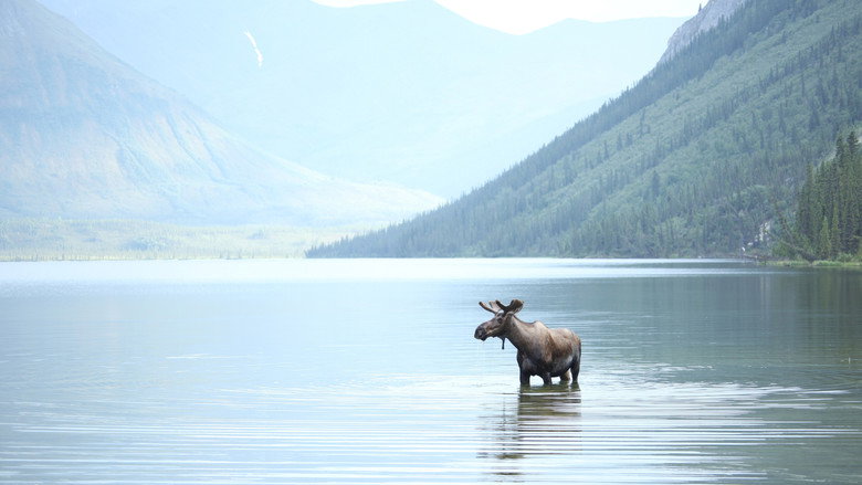 Alone in the Wild still 3