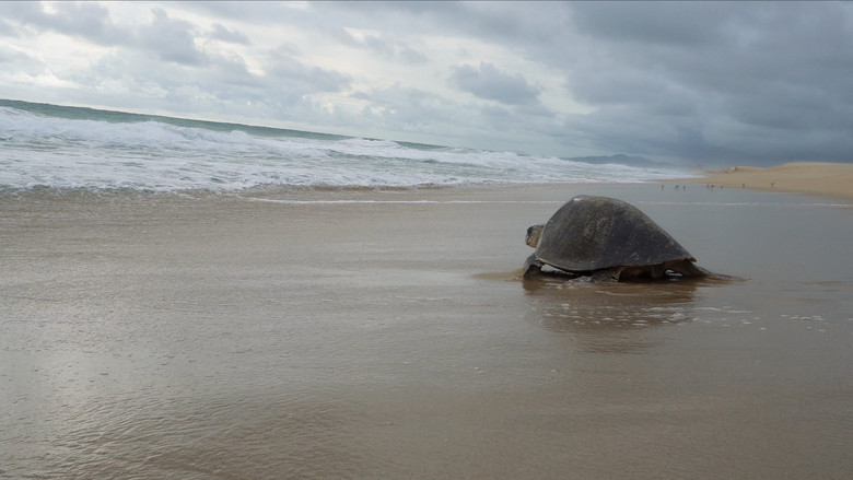 Return: Saving Turtles still 5