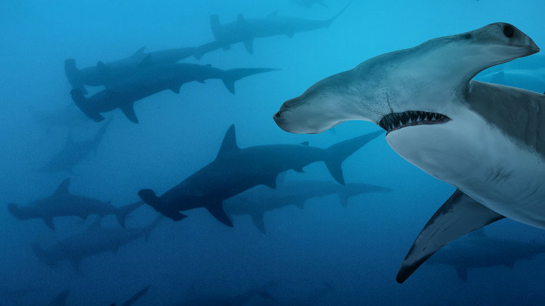 Most Wanted Sharks still 4
