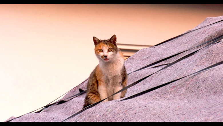 Our Cat still 1