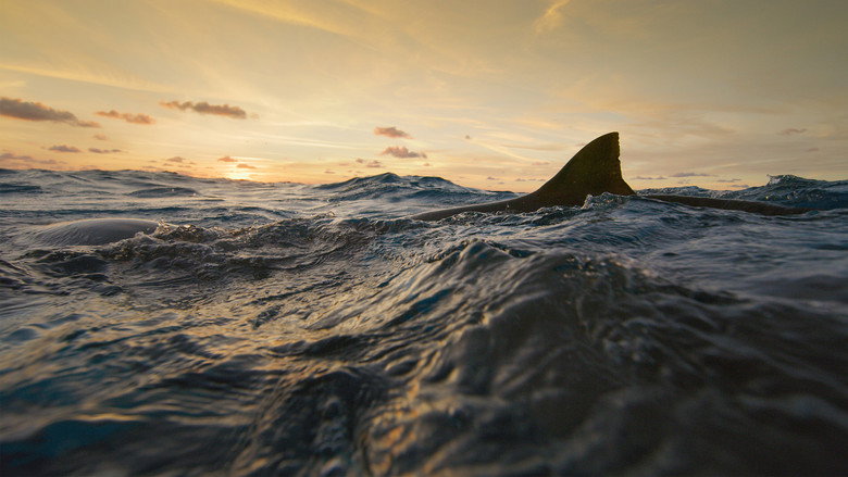 Man vs. Shark still 4