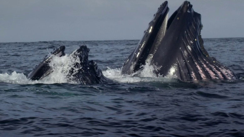 Ireland's Deep Atlantic still 7