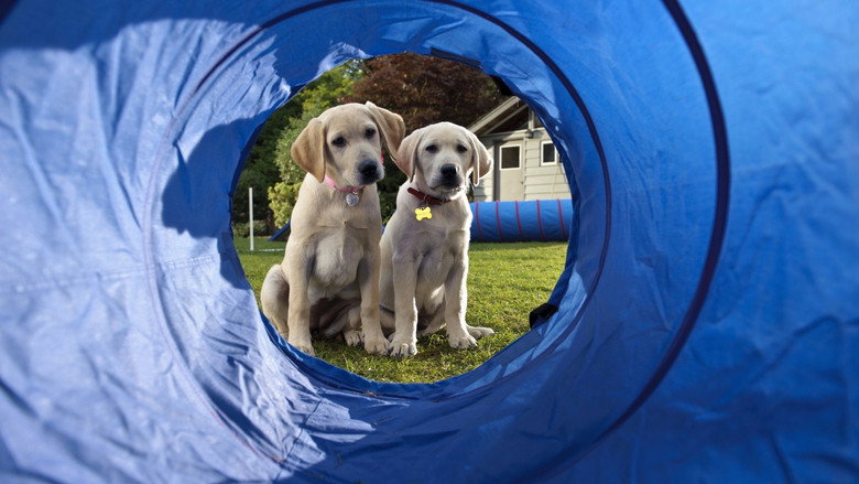 Marley & Me: The Puppy Years still 2