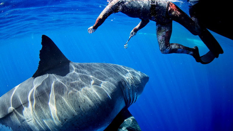 Most Wanted Sharks still 5