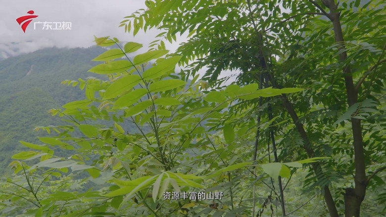 秘境神草 still 7