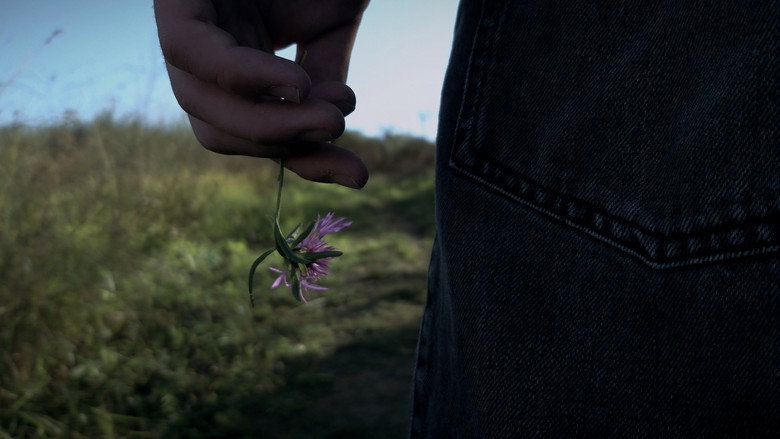 Centaurea still 1