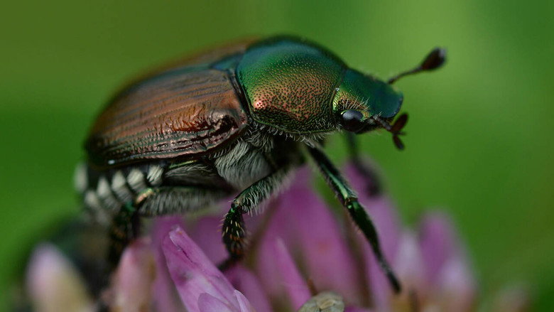 Fabulous Insects - Beetles still 1