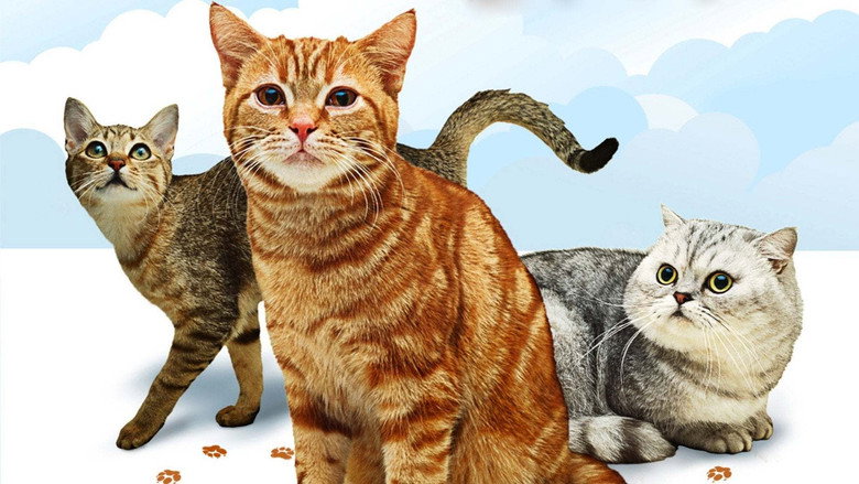 Cats 101 still 1