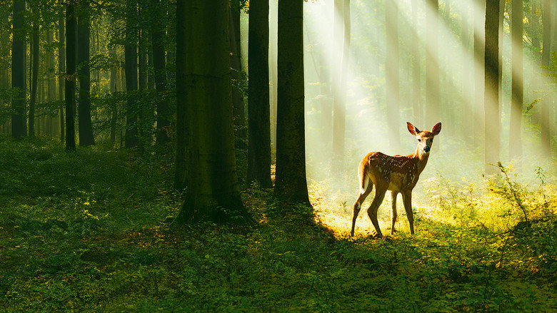 Bambi: A Tale of Life in the Woods still 8