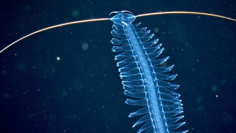 Deep sea exploration : the last frontiers on Earth still 1