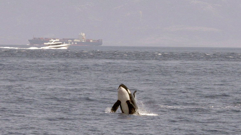 Watch Out for Orcas! Danger Off Gibraltar? still 1