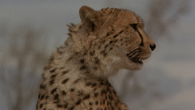 Cheetah still 4