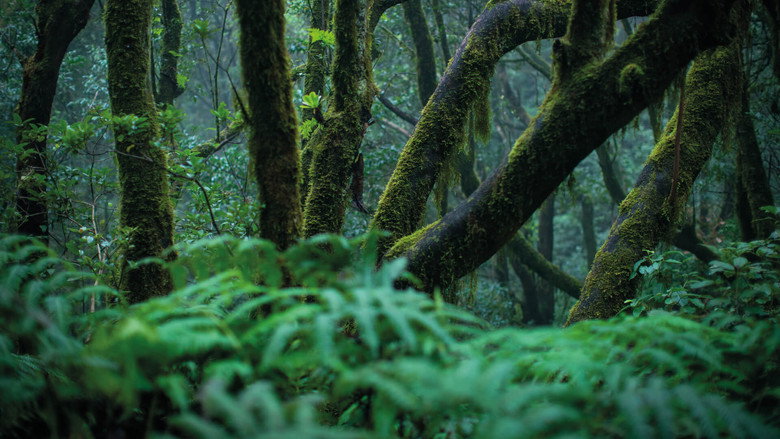 The Canary Islands still 5