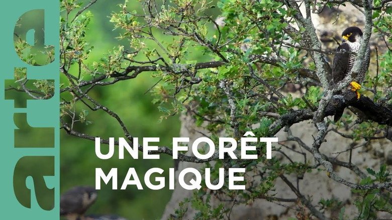 Au cœur d'une forêt magique still 1