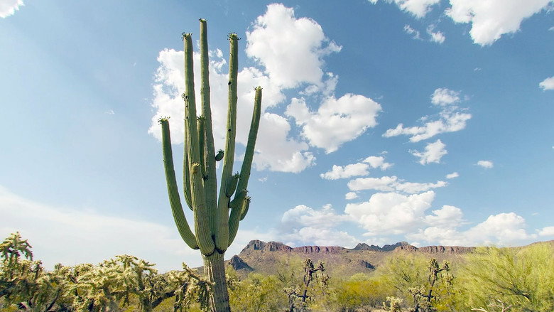 Cactus Hotel still 1