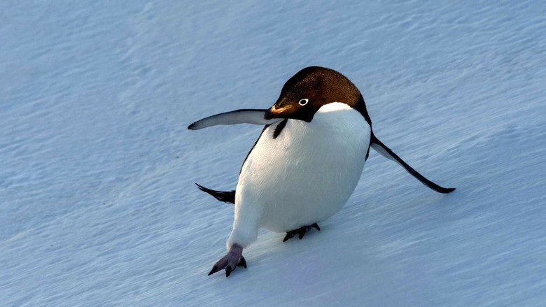 Penguins: Life on the Edge still 4