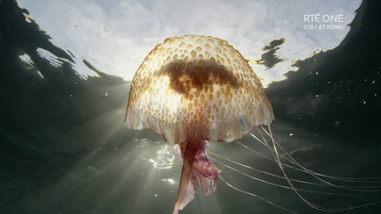 Ireland's Deep Atlantic still 1