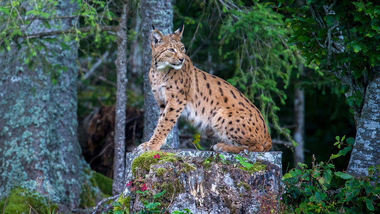 Lynx still 2