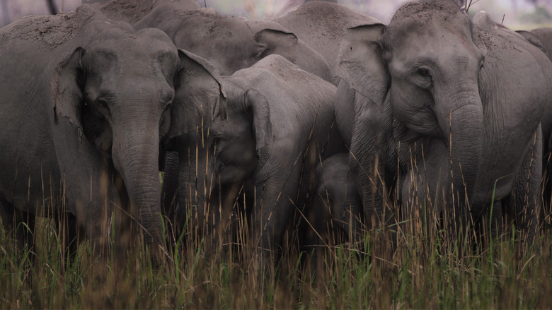 Secrets of Wild India still 5