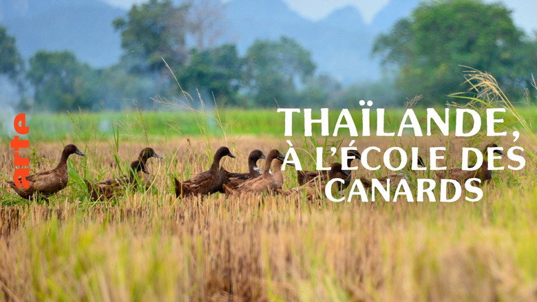 Thaïlande, à l'école des canards still 1