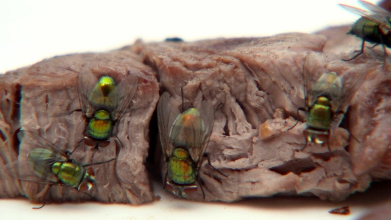 The Great Australian Fly still 5