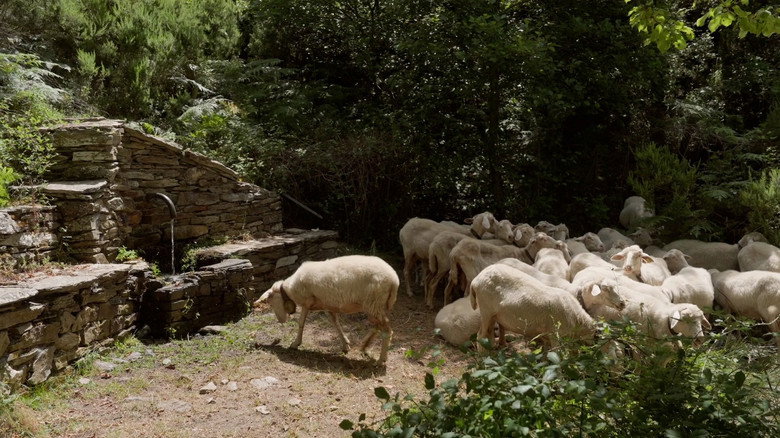 Sonaggios still 1