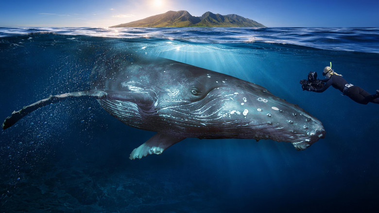 Among Humpback Whales still 1