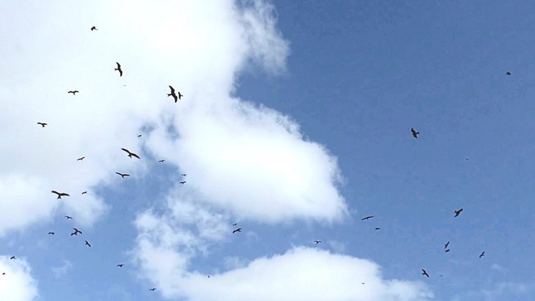Flight still 1