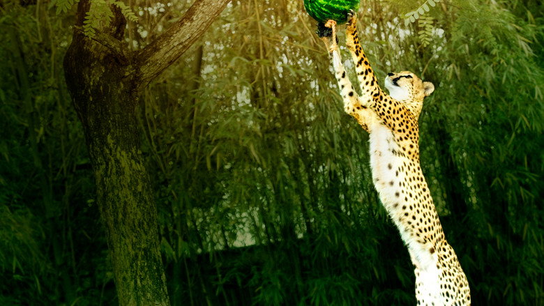 Big Cat Games still 4