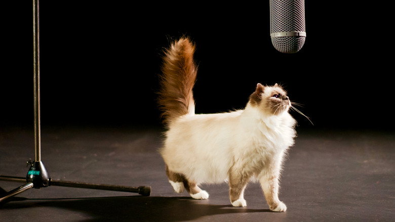 The Story of Cats still 1
