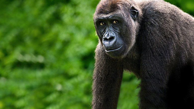 Gorillas Close Up still 2