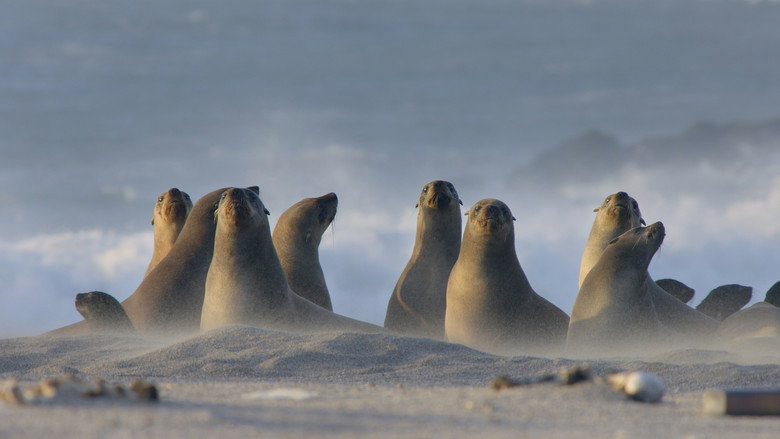 Africa's Wild Year still 1