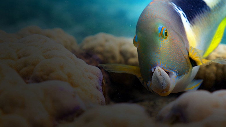Blue Planet II still 6