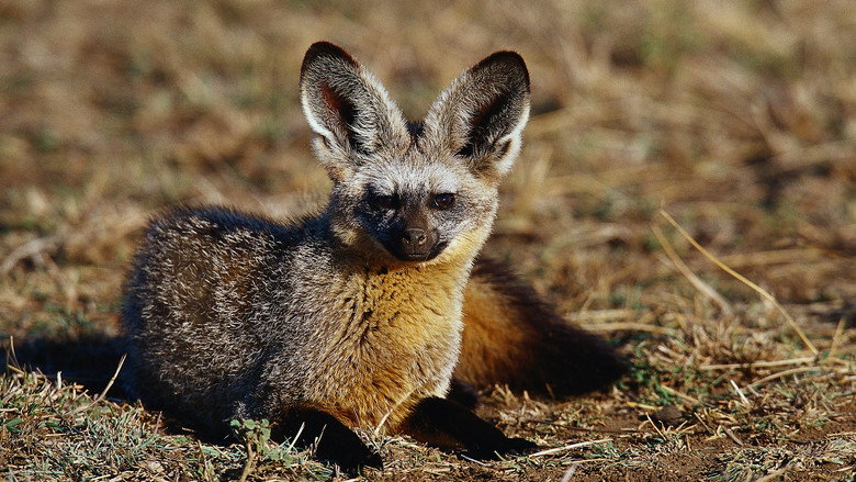 Namibia's Bat-eared Foxes: Survivalists of the Desert still 1