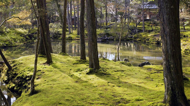 The Magical World of Moss still 7