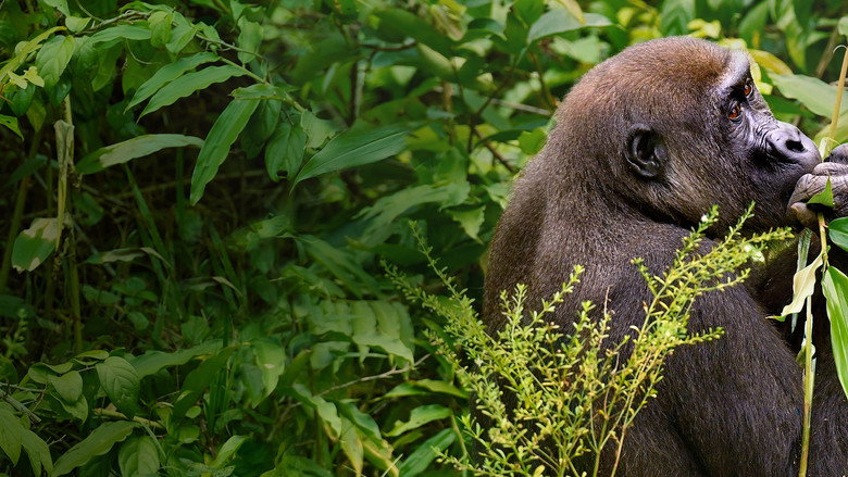 Gorillas Close Up still 3