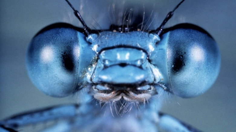 Microcosmos still 2