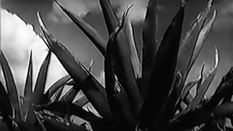 Magueyes still 3