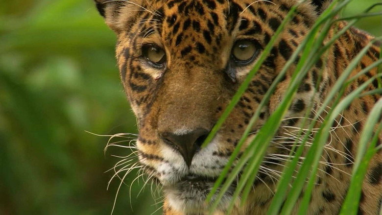 Jaguar: King of the Jungle still 1