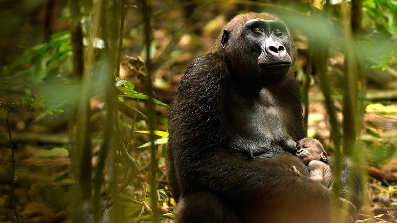 Gorillas Close Up still 4
