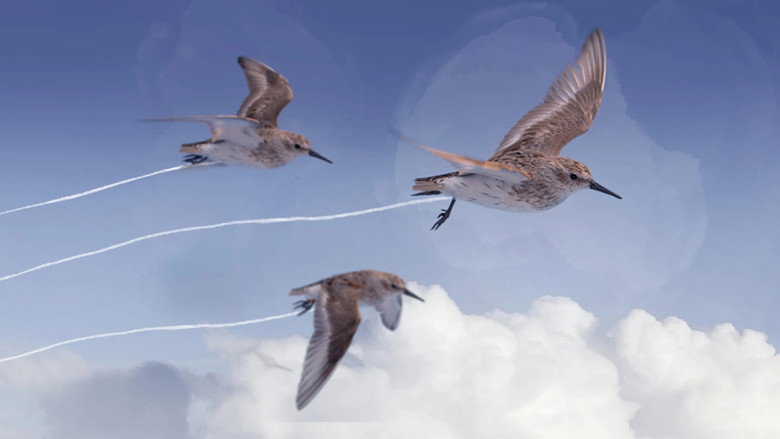 Flyways: The Untold Journey of Migratory Shorebirds still 1