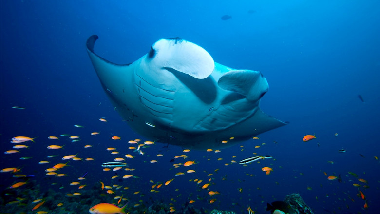 Blue Planet II still 5