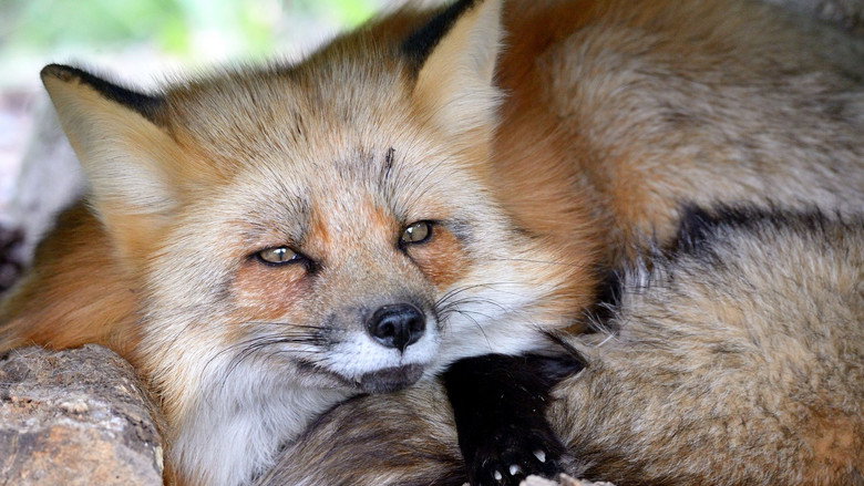 A Wild Fox Life still 1
